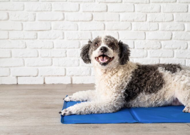 5 Best Dog Cooling Mats for Warm Days in 2027