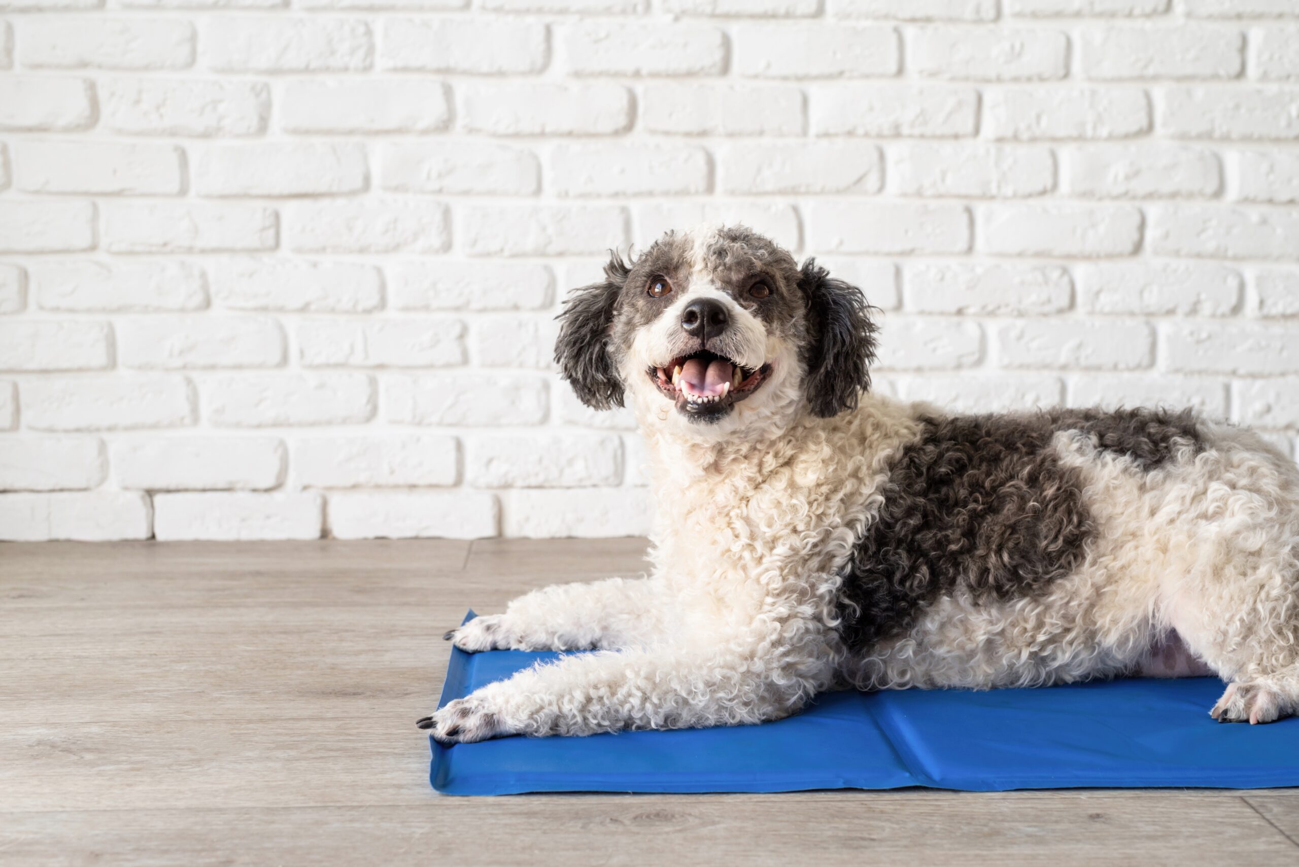 5 Best Dog Cooling Mats for Warm Days in 2027