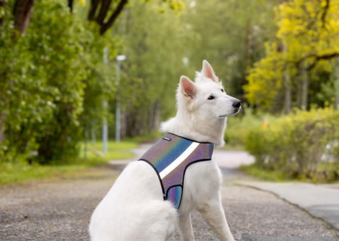 7 Best Reflective Dog Harnesses for Safer Night Walks in 2026