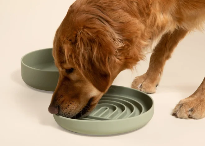 5 Best Slow Feeder Dog Bowls for Calmer Mealtimes in 2027