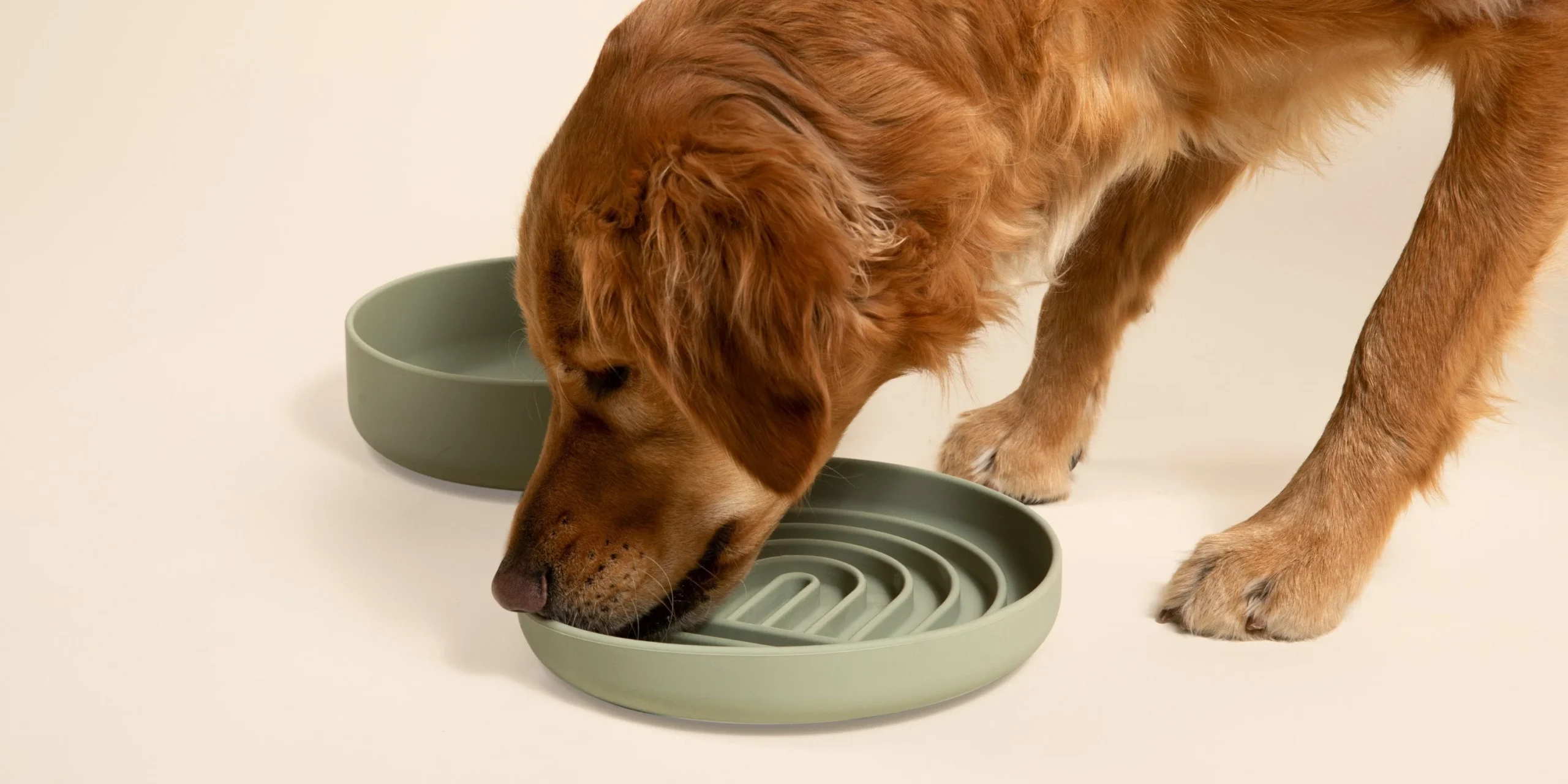 5 Best Slow Feeder Dog Bowls for Calmer Mealtimes in 2027