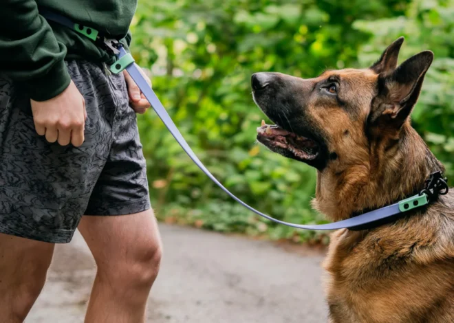 5 Best Hands-Free Dog Leashes for Walking and Running in 2027