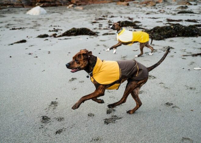5 Best Dog Raincoats for Wet-Weather Walks in 2027