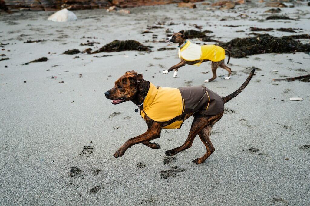 5 Best Dog Raincoats for Wet-Weather Walks in 2027