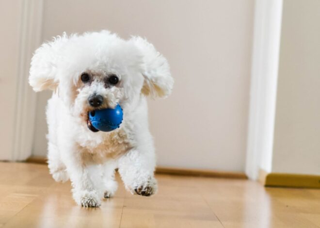 7 Best Interactive Dog Puzzle Toys for Apartment Dogs in 2026