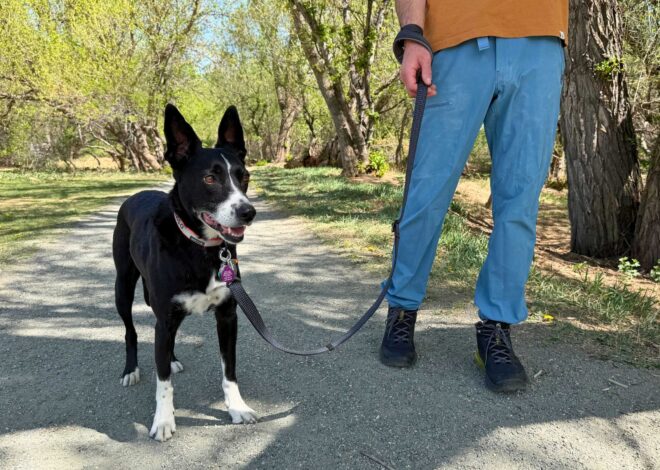 5 Best Long Dog Training Leashes for Recall Practice in 2027