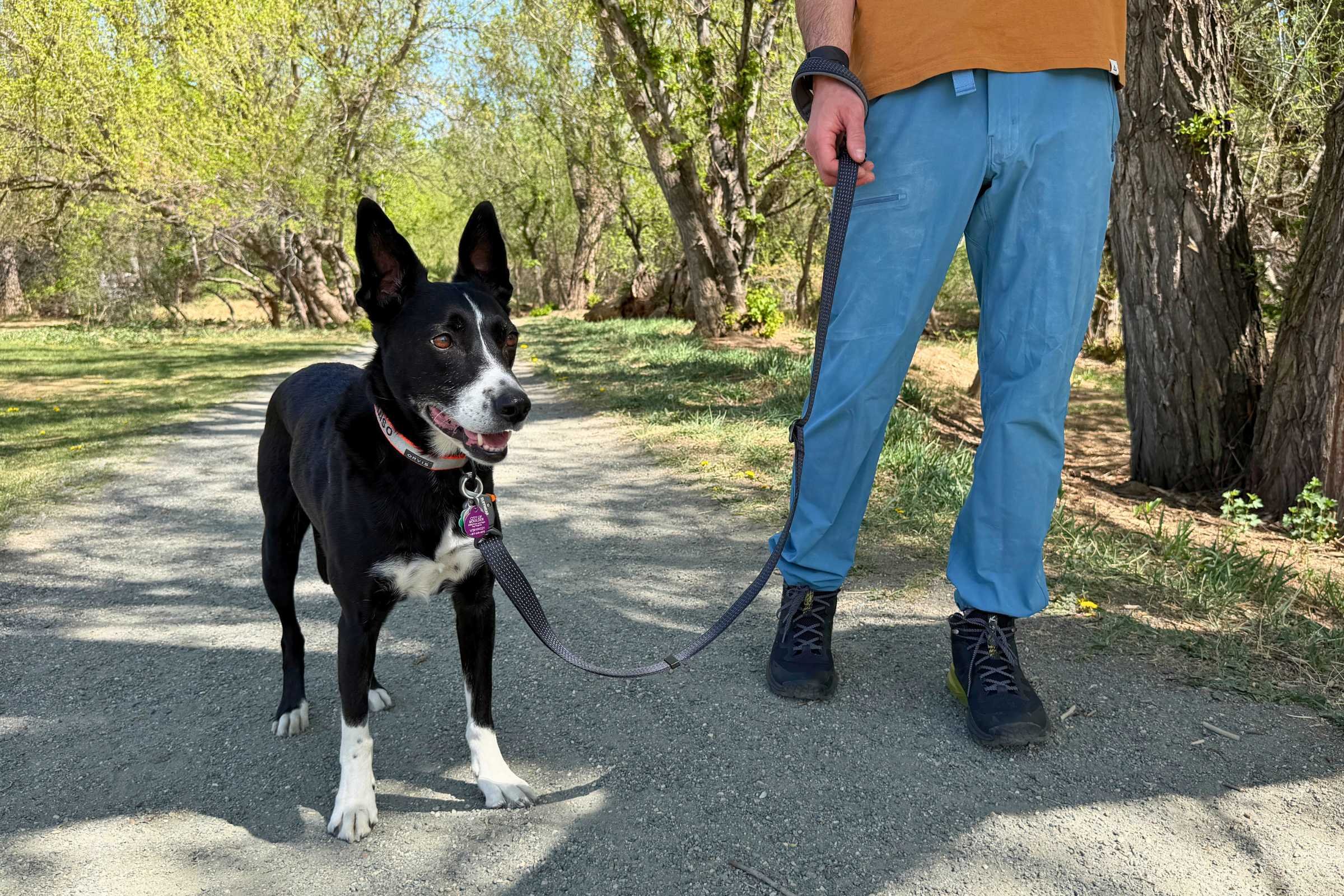 5 Best Long Dog Training Leashes for Recall Practice in 2027