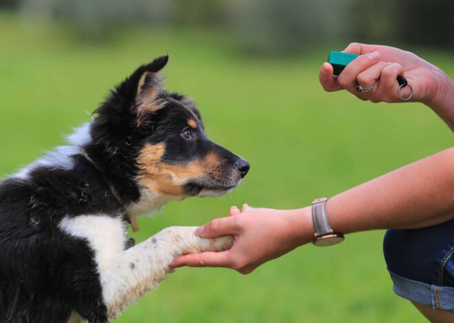 5 Best Dog Training Clickers for Clearer Cues in 2027