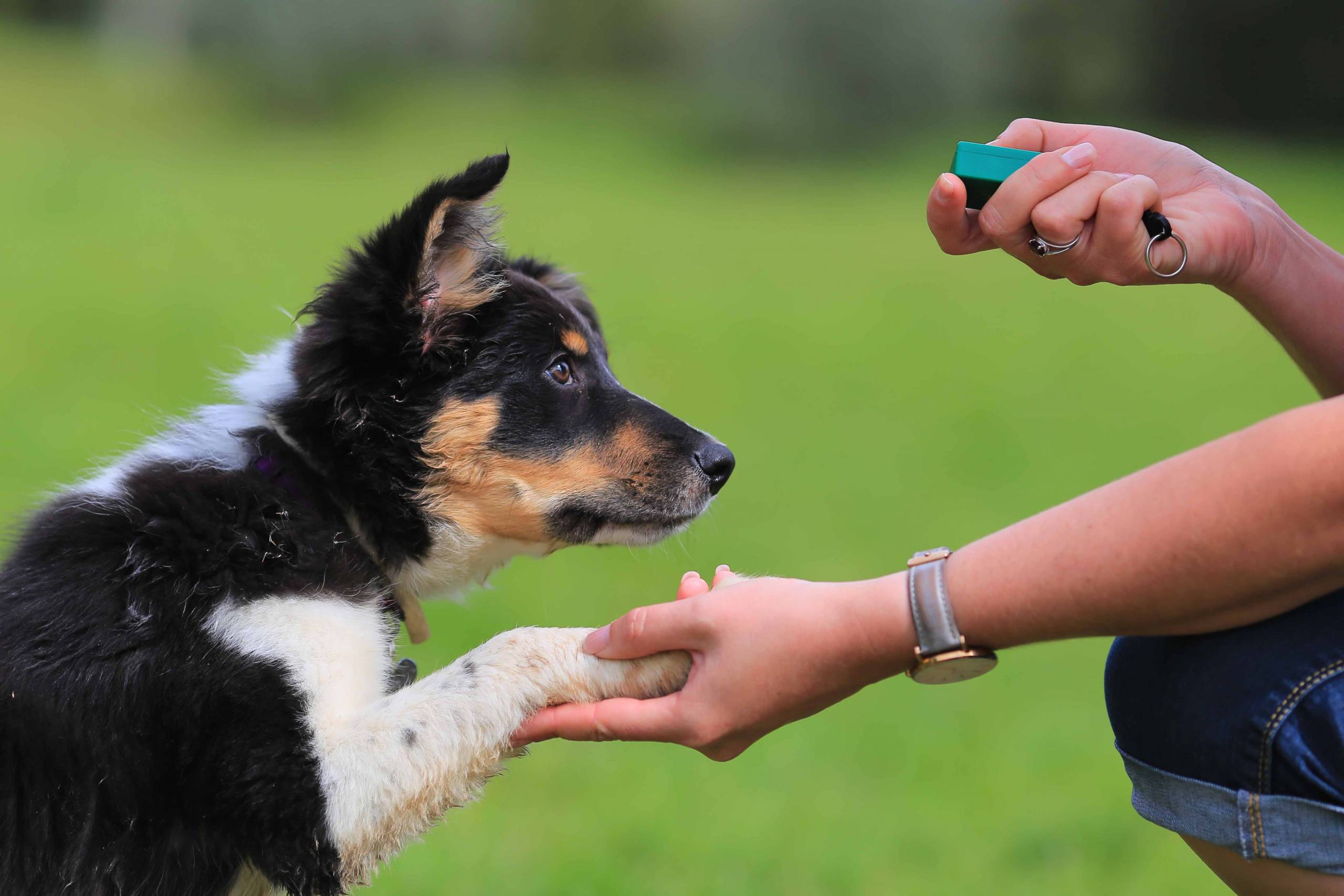 5 Best Dog Training Clickers for Clearer Cues in 2027