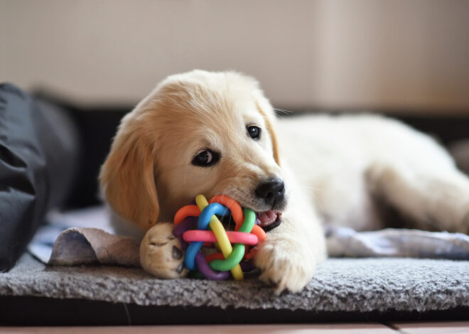 5 Best Durable Dog Chew Toys for Supervised Play in 2027