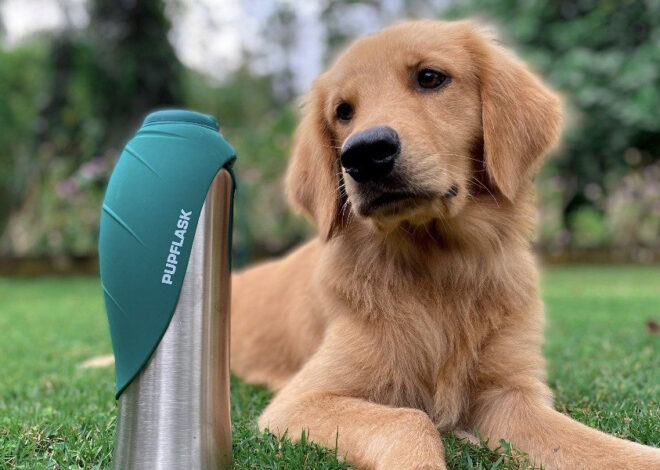 5 Best Portable Dog Water Bottles for Travel in 2027