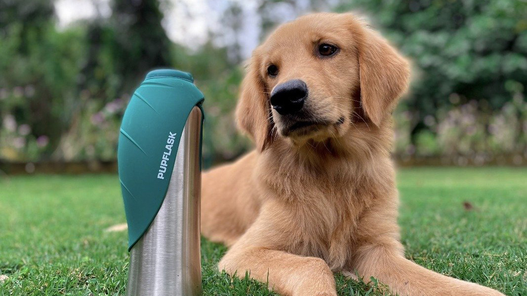 5 Best Portable Dog Water Bottles for Travel in 2027